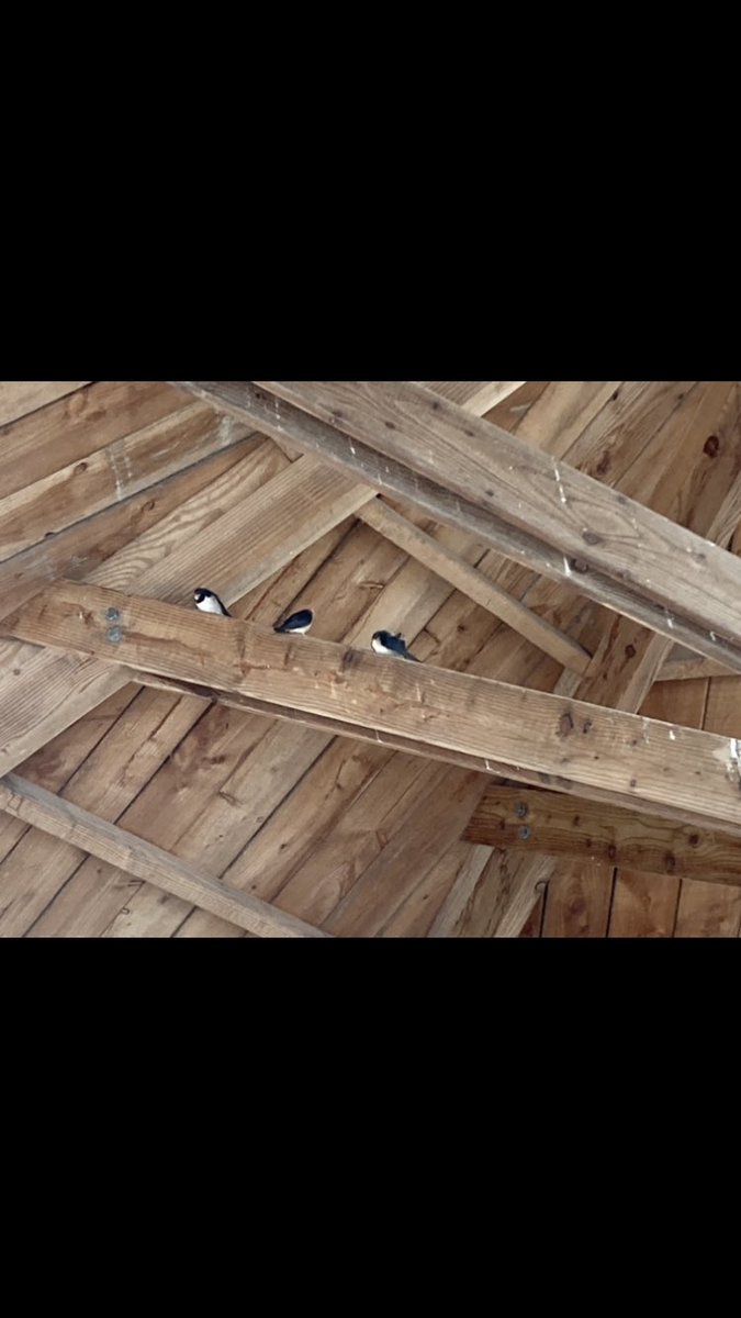 Absolutely fantastic week out at <a href="/WWTSlimbridge/">WWT Slimbridge</a> with the <a href="/BristolBioSci/">University of Bristol Biological Sciences</a> for the water birds field course! We decided to create a project centred around conflict behaviour in Avocets. Good sighting of a black-winged stilt and crane young :)