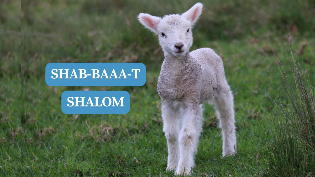 Wishing you a wonderful first Shab-baaa-t of the summer!