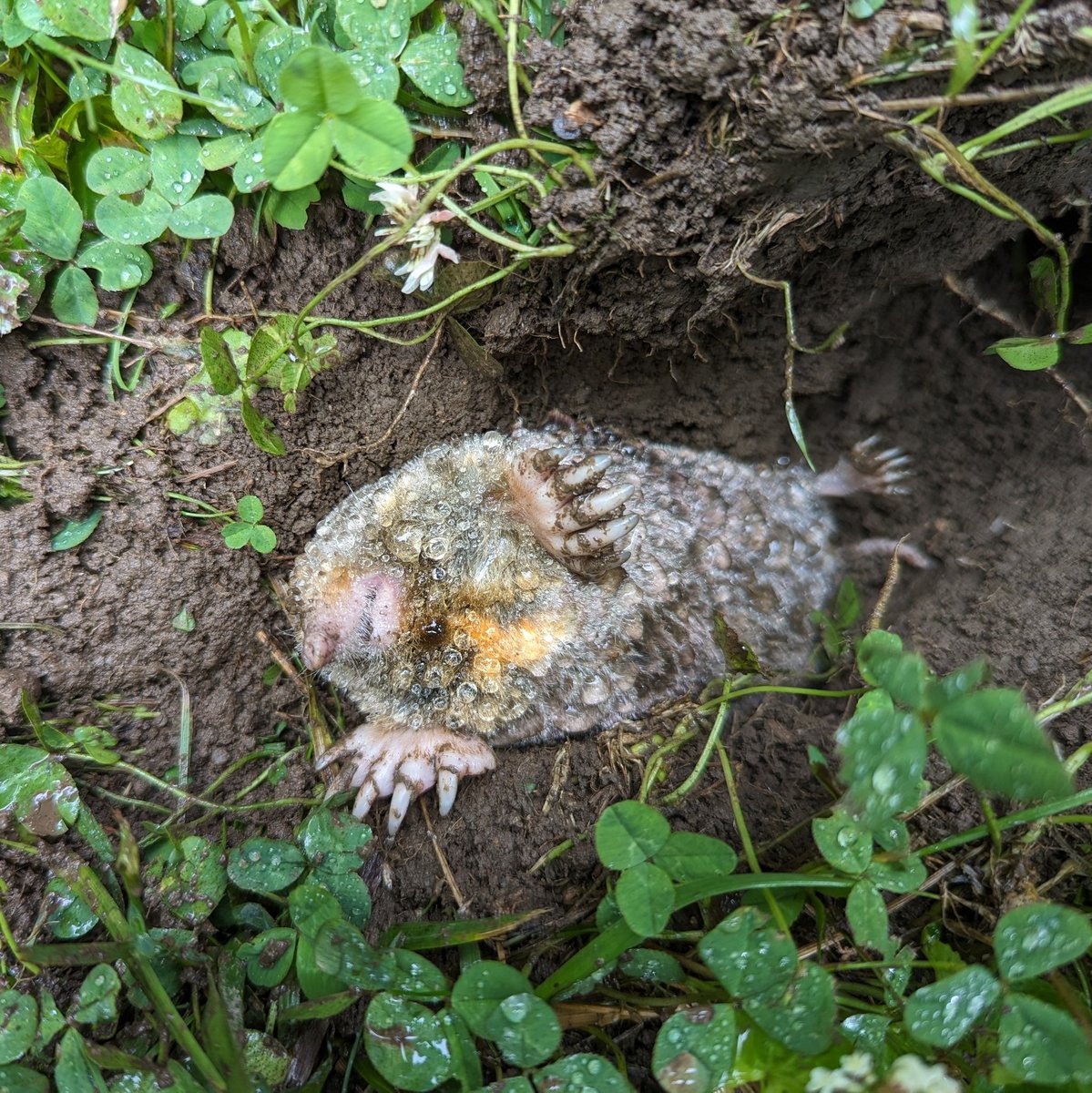 Please, why is this mole dead like this on my front lawn? Do they dig themselves above ground to die? Was it waterlogged (been raining all night) and died from exhaustion after tunneling to the surface? What is that orange patch on its chest? Why so dramatic in death, little one?