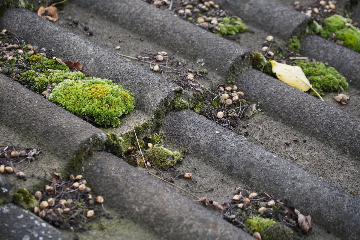 PortlandRoofer's tweet photo. Regular roof maintenance, including the removal of moss, is essential to preserve the lifespan and functionality of your roof. https://t.co/bwVy3C2lzr