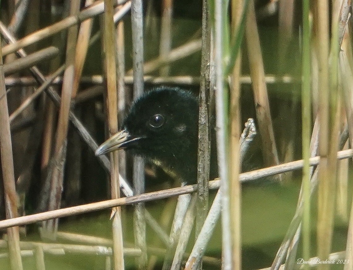 A baby Water Rail this morning at SWT Hen Reedbeds, Reydon, Suffolk @coastalwarden @suffolkwildlife ⁦@SuffolkBirdGrp⁩