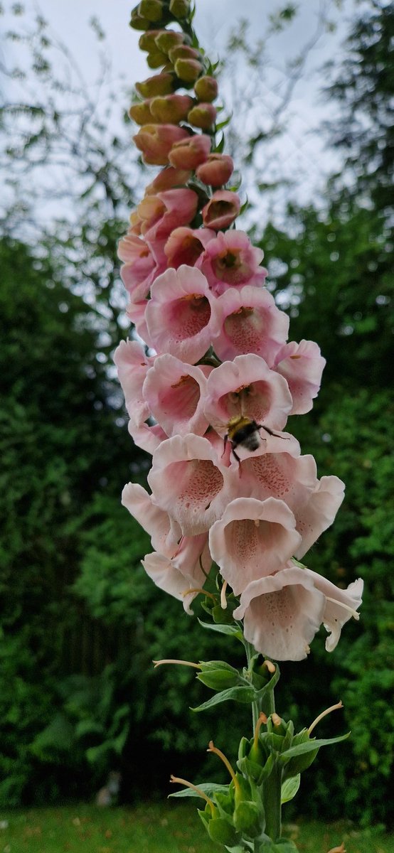 Foxglove in my parents' garden. This is one of many that have sprung up 😍 Love them and so do the bees! #Gardening #GardeningTwitter #GardenersWorld #Plants #Flowers