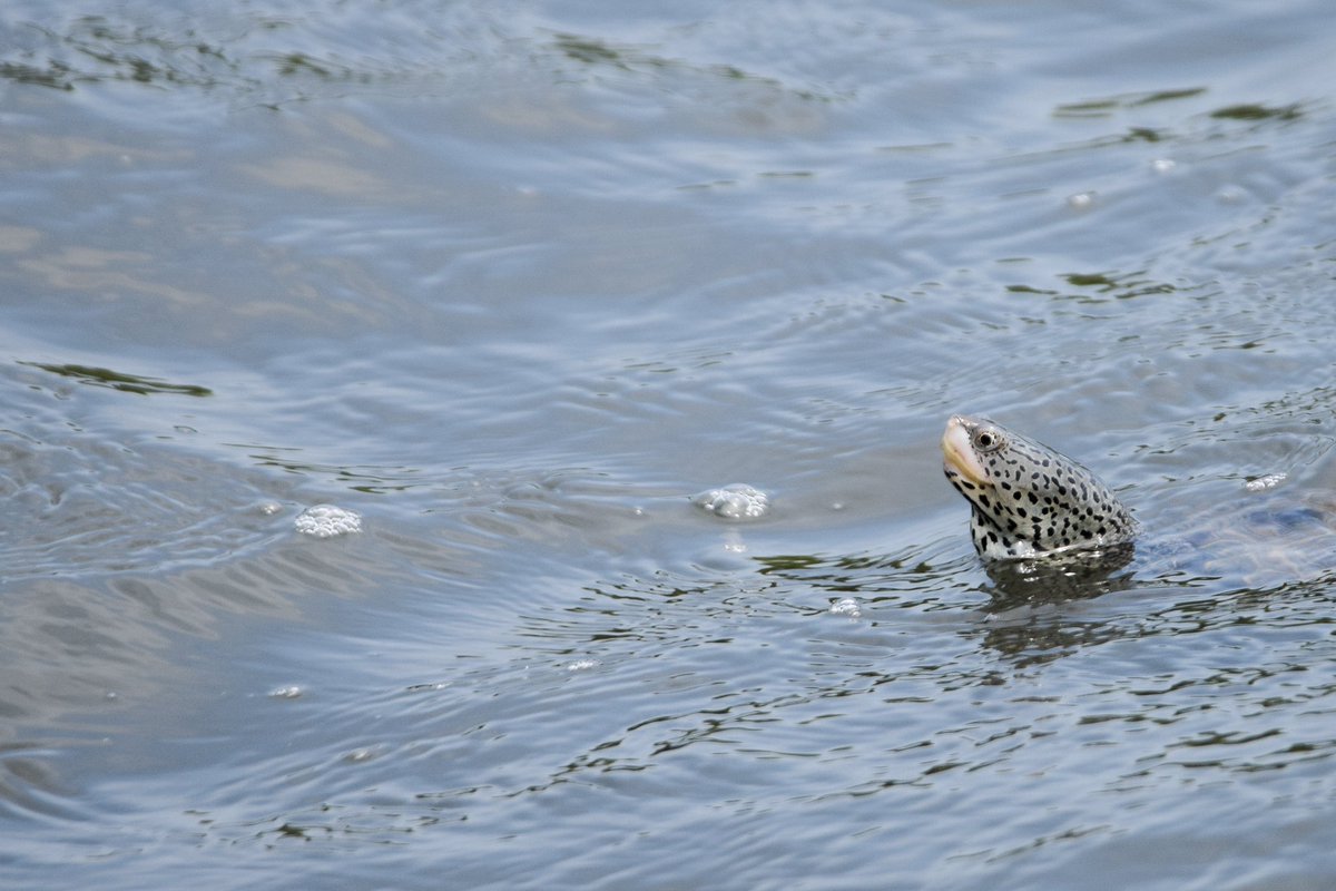 outsidewithseb's tweet photo. One of several Diamondback Terrapins, enjoying the brackish water like only they can. https://t.co/ZTta4c4UW3