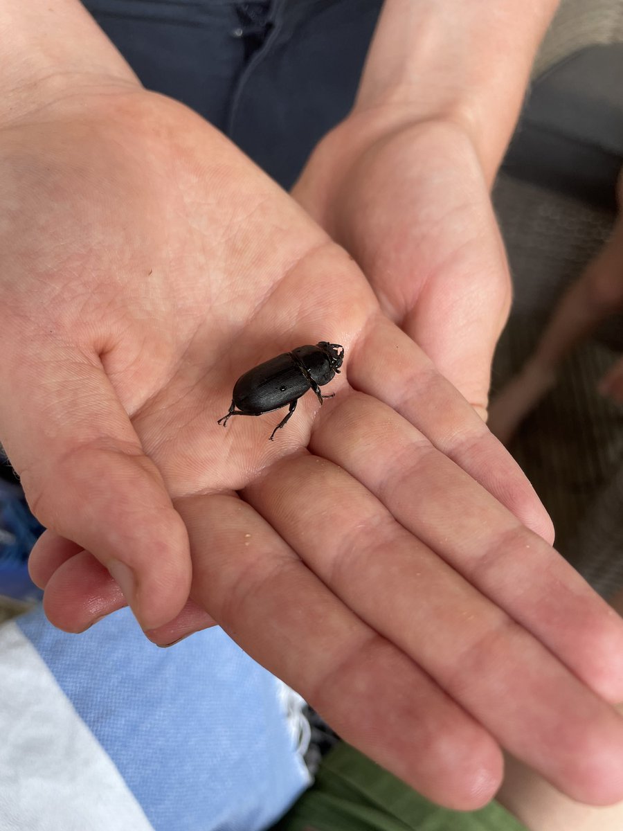 Kate Stinchcombe (@katestinchcombe) on Twitter photo Spot ‘n’ survey - love this <a href="/PTES/">People's Trust for Endangered Species</a> conservation project 🪲
stagbeetles.ptes.org/take-part-in-t… Spot ‘n’ survey - love this <a href="/PTES/">People's Trust for Endangered Species</a> conservation project 🪲
stagbeetles.ptes.org/take-part-in-t…
