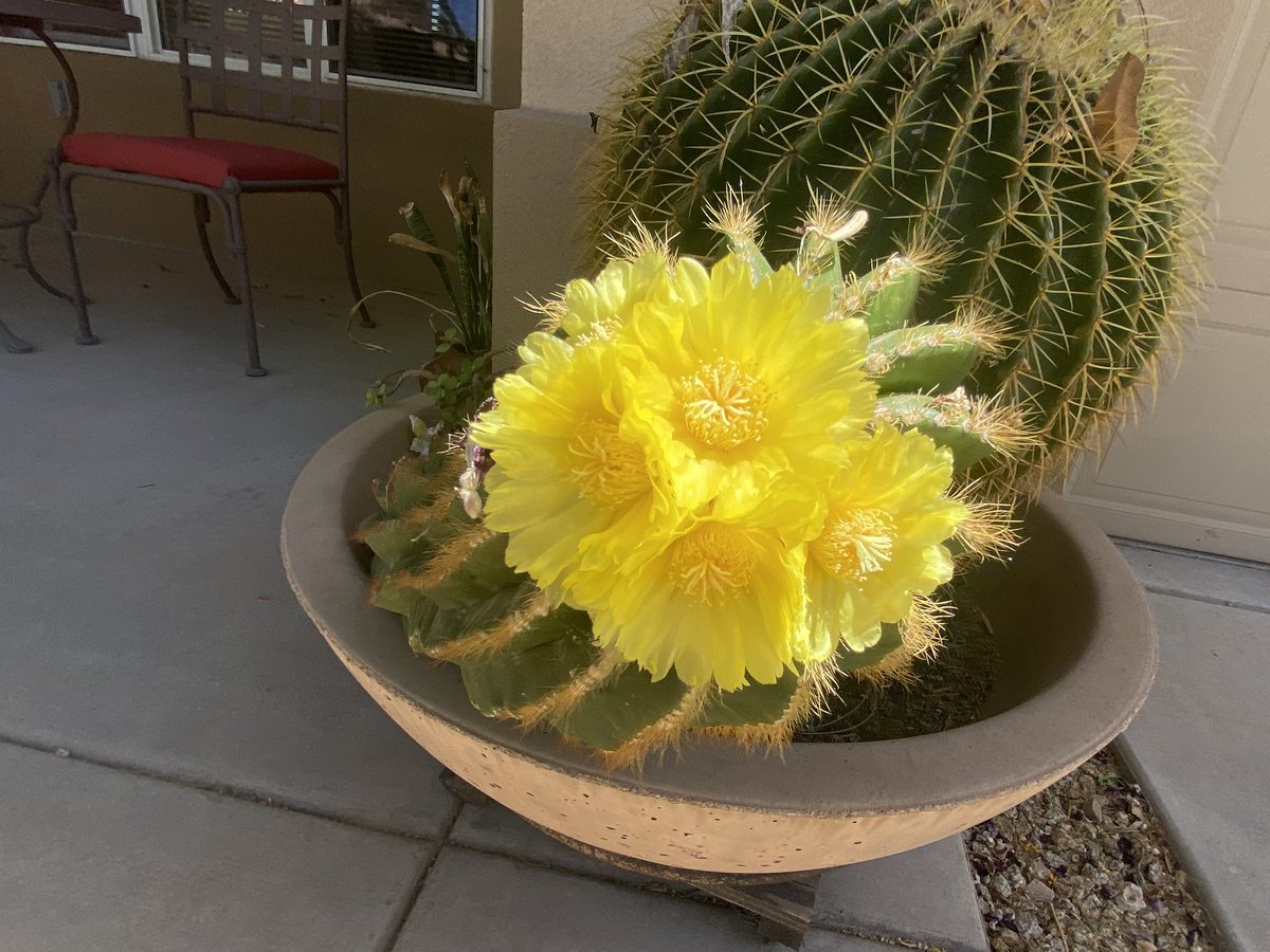 @DavidMariposa1 Southwest blooms #Arizona #FowersOnFriday