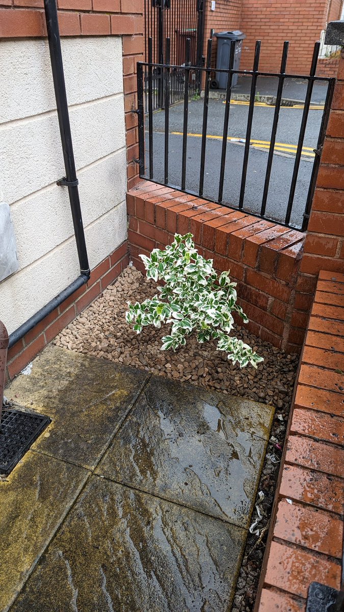 HStMNF's tweet photo. EUONYMUS DAY

FRONT GARDEN FREE PLANTING PROJECT 

Euonymus, Emerald Gaiety and Emerald Gold varieties planted on Rook Street and Peregrine Street today. They should do well in these East and South facing gardens. Year round colour to brighten up our streets... https://t.co/wZjGhnEuh6
