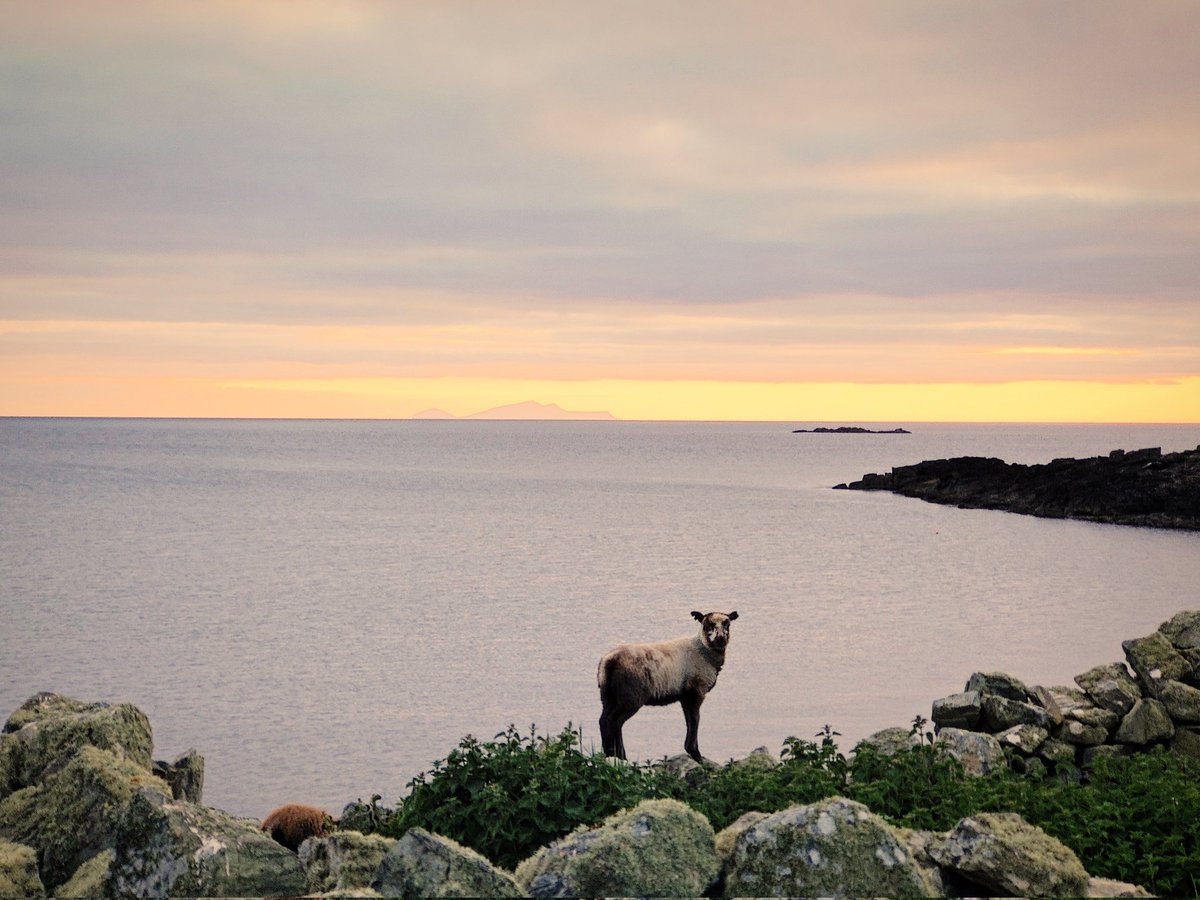 Little lamb at sunset #Shetland