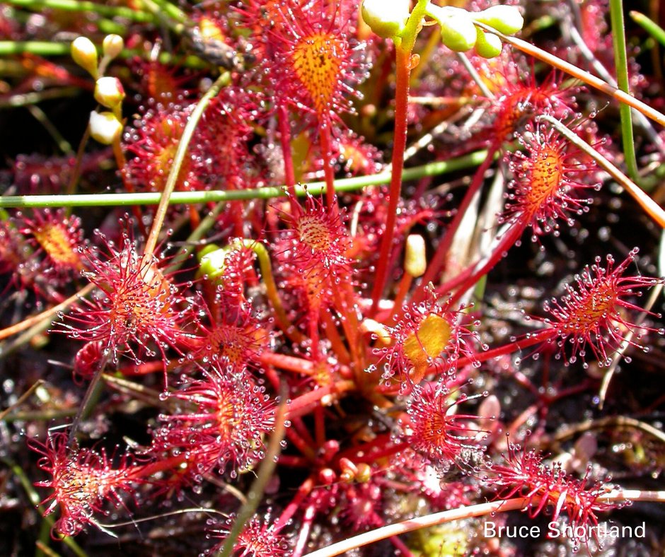 Sundews are amazing carnivorous plants that live on our peatlands 🧛‍♀️

Find out more about these amazing little plants - just one more reason why you should #LovePeat - in our latest blog post 👇

lancswt.org.uk/blog/jenny-ben…

Why not have a read for today's #30DaysWild action?