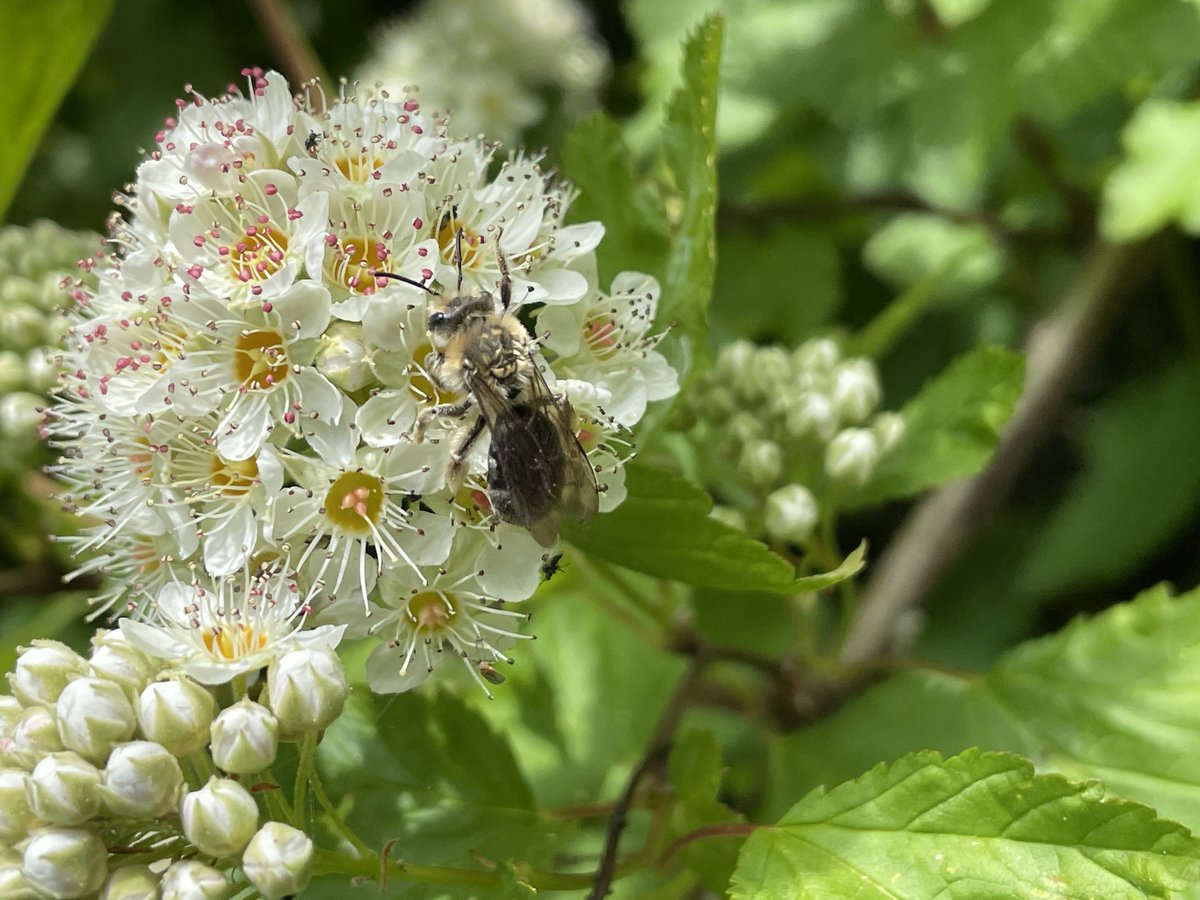 Royal BC Museum tweet media