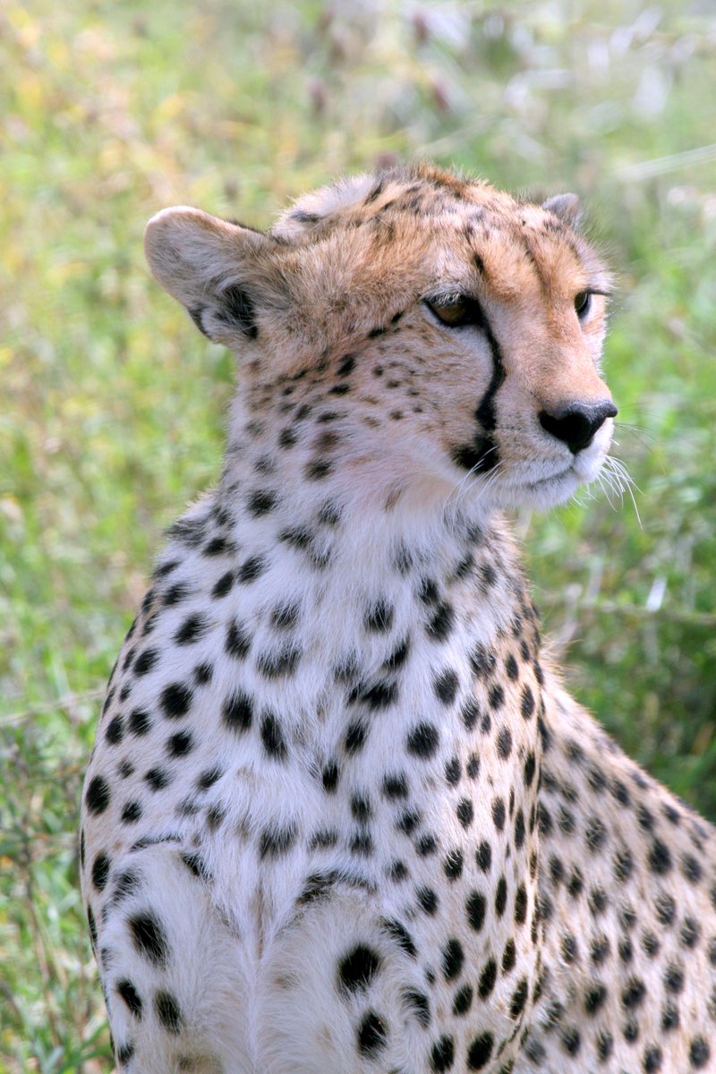 Hourly Cheetahs tweet media