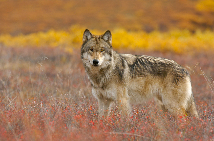 HourlyWolves presents: