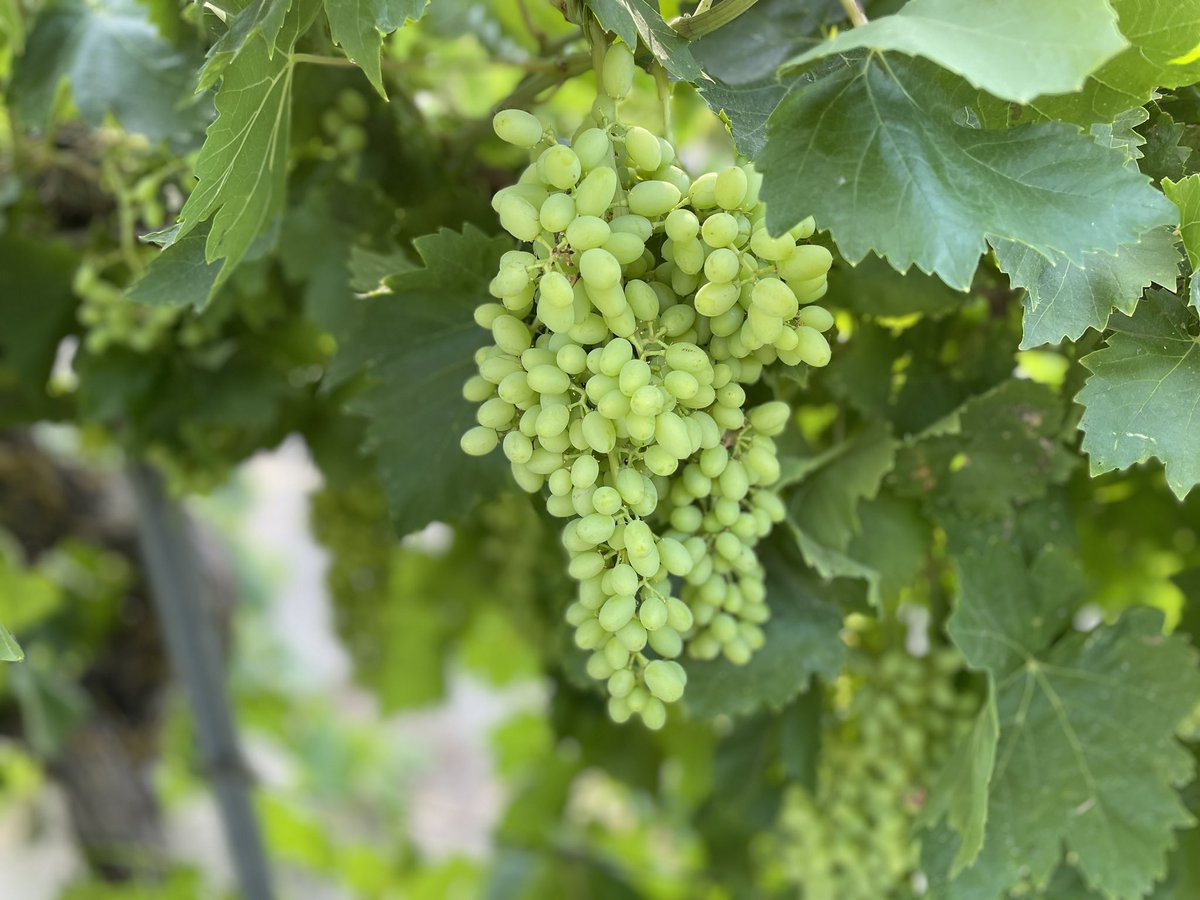 Seeing the efficacy of #Cevya fungicide on powdery mildew will make a believer out of ya - or at least it made one outa me!!