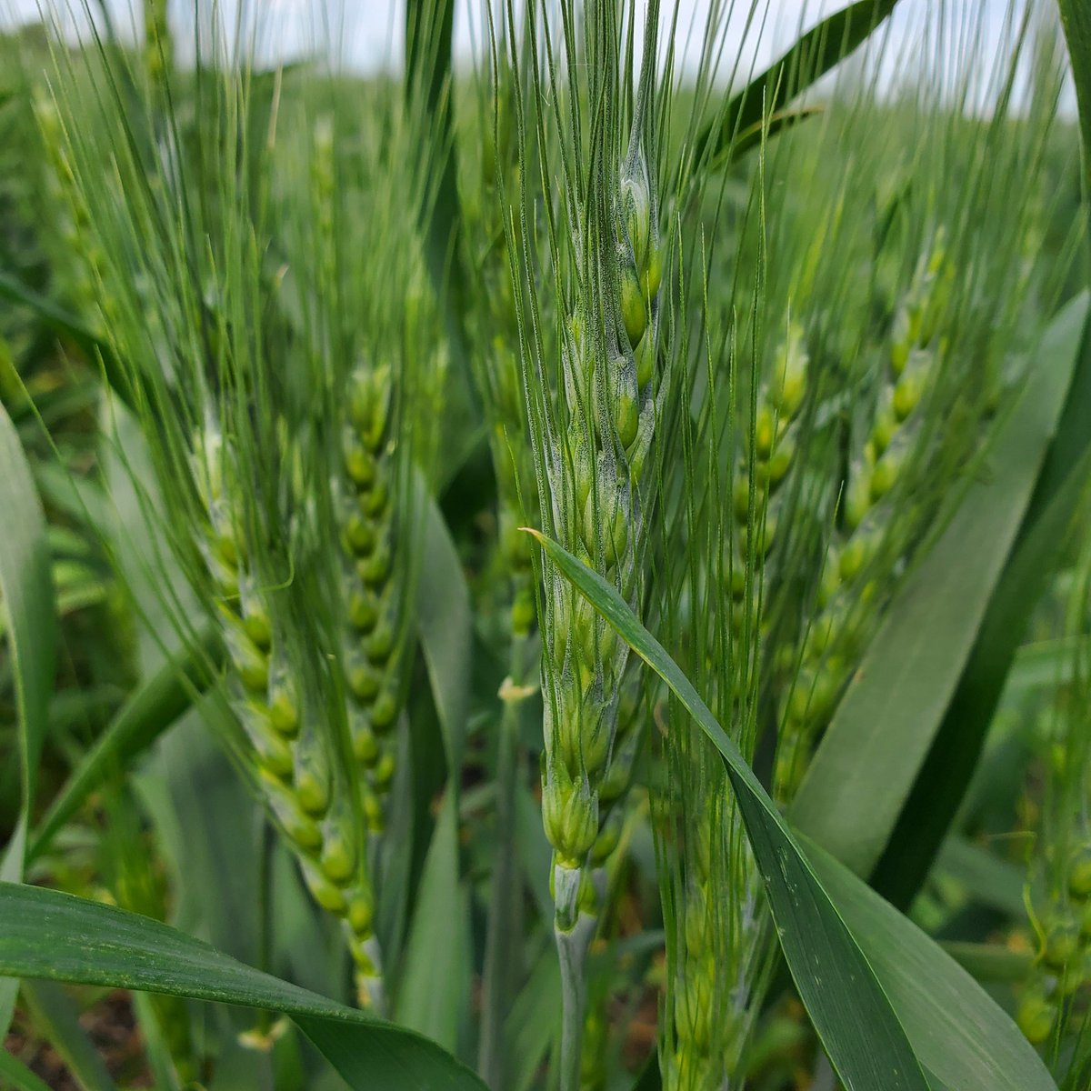 Tim Dufault tweet media