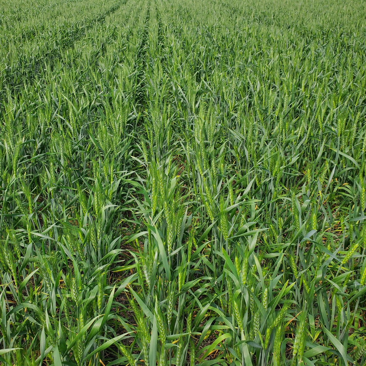 Tim Dufault tweet media