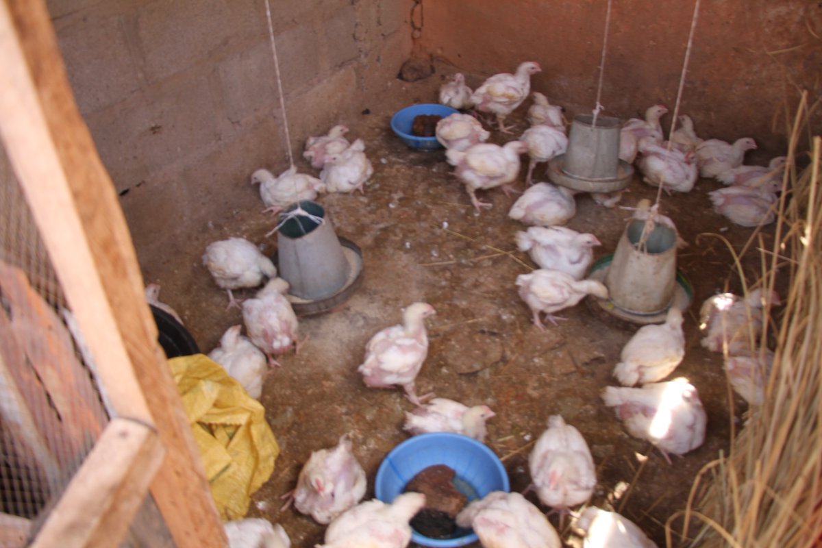 Solidaridad_wa's tweet photo. Binta Abdulrahman, a fruit & vegetable farmer in the Kano state of Nigeria, was able to increase her income from her poultry farm to 150,000 Naira after securing a loan of 25,000 Naira from her #VSLA group under #SDGP to invest in the business. #SDGP is funded by @NLNetherlands. https://t.co/qOPiO3Pn5s
