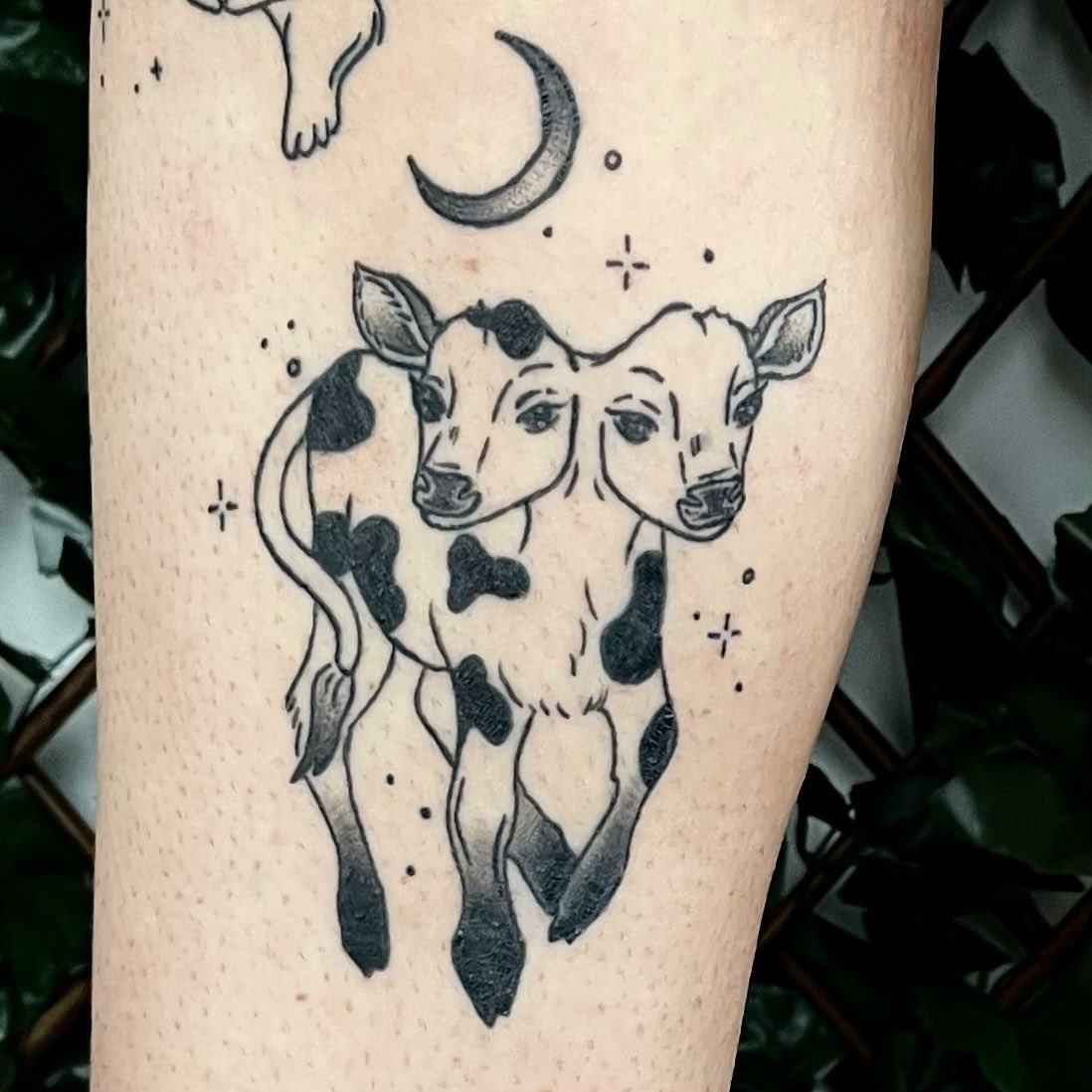 GraciePumpkin's tweet photo. Tattooed a two headed calf on myself allll the way back in April !! Finally got a cute lil healed pic of it so thought I’d post it !! <3 link to my tattoo page is in my bio <3 https://t.co/fNjmf2nTnH
