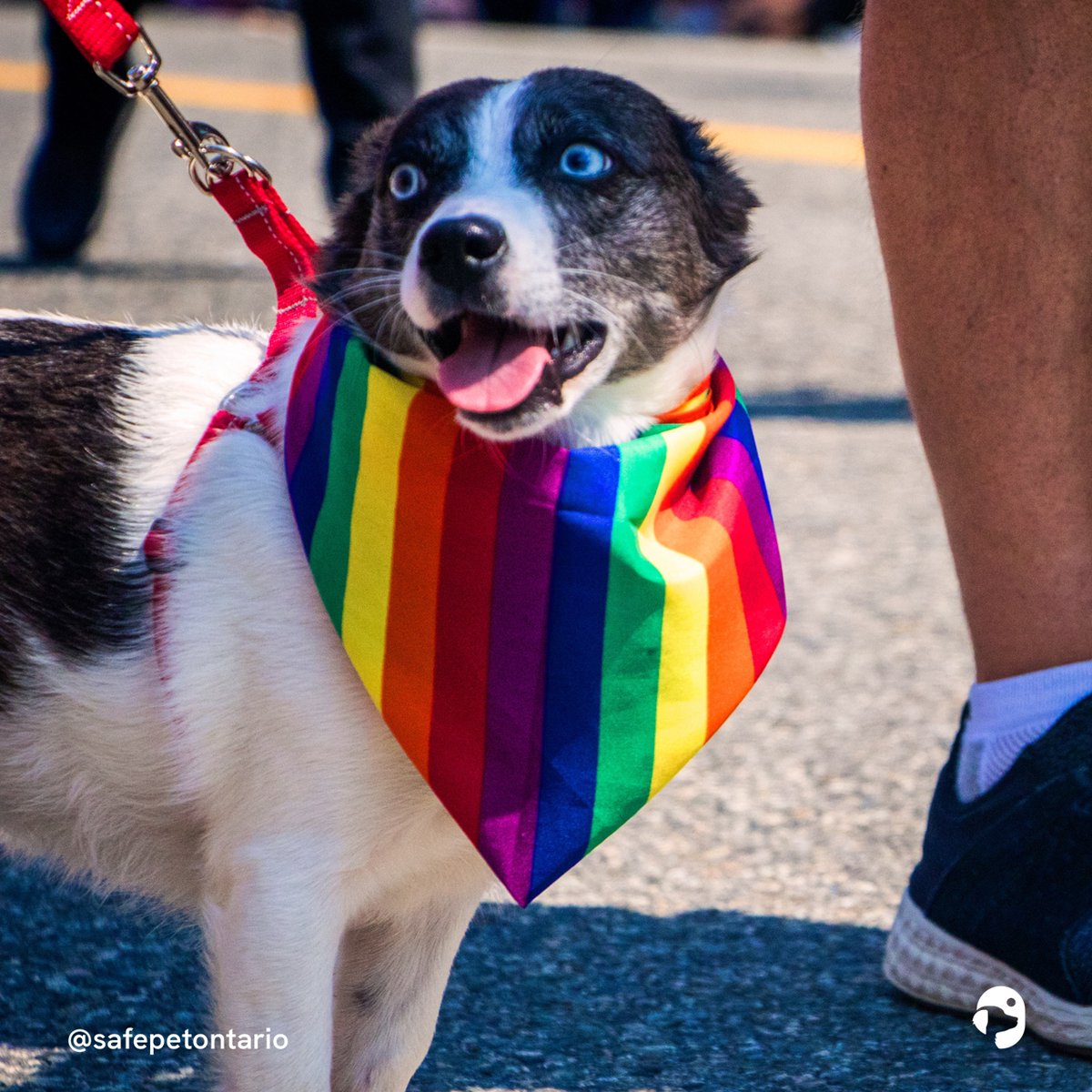 SafePetOntario's tweet photo. SafePet Ontario provides pet-safekeeping to all survivors of family violence and human trafficking. We support our LGBTQIA2+ clients and their pets every day of the year, and celebrate them this month with #PrideToronto2023! Get out there and show your true, beautiful colours! https://t.co/r0egVMHMW3