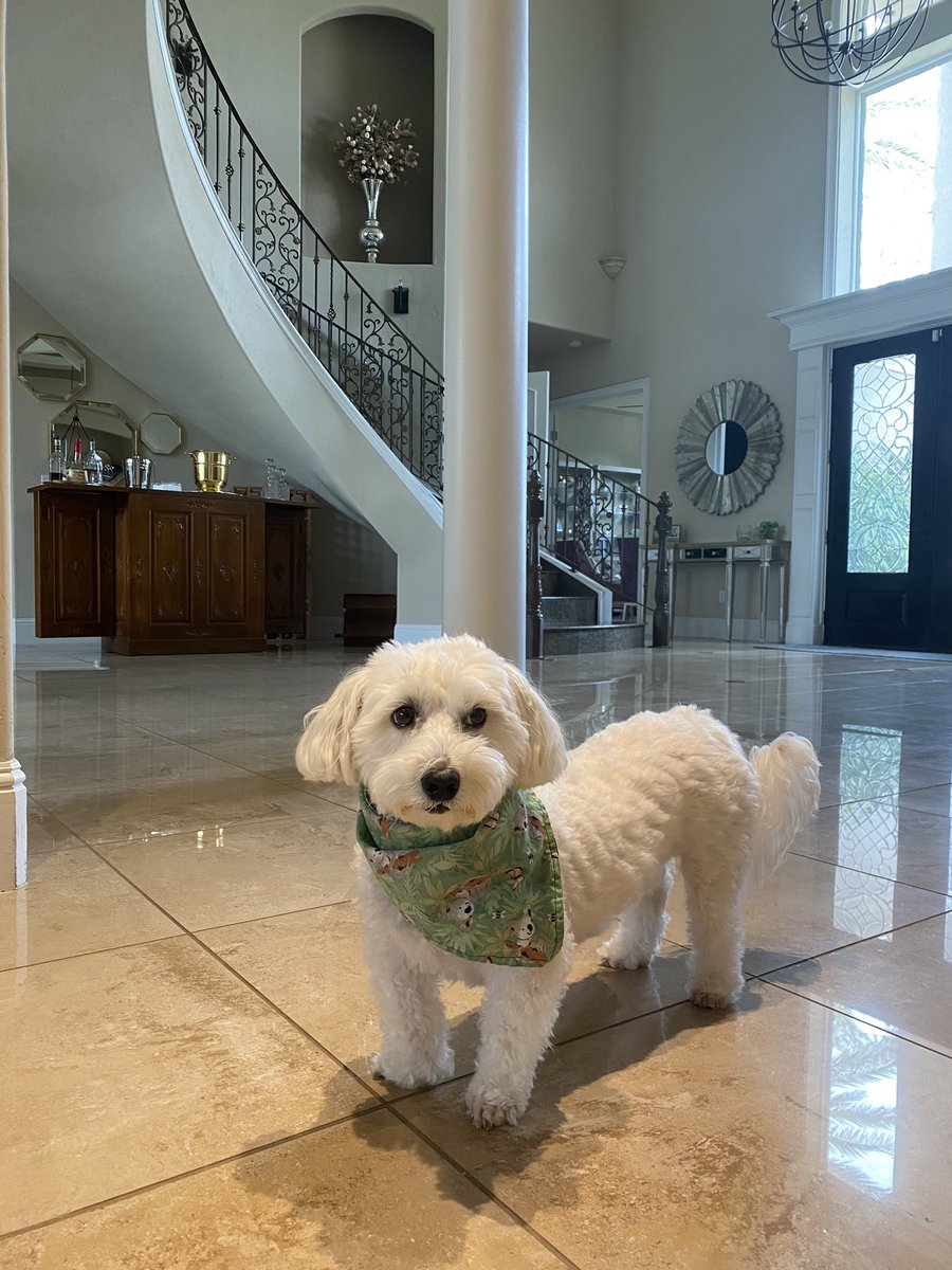 Mommy gave me’s a fresh bandana for the’s weekend 😁 Thems koala bears 💚🐶🐾 #theweekend #dogsoftwitter #adogslife #doggo #pets @CharliePawsUp boodogbandanas.com