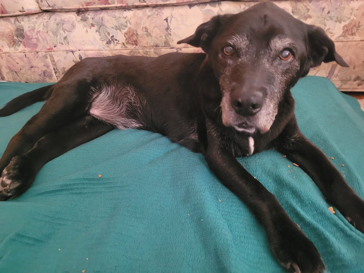 Seifer82001's tweet photo. A very sad day for me and my family as we had to say goodbye to  our dog, Missy. She lasted 15 and half fun and eventful years with us. You will be truly missed. https://t.co/a6fOZ1s4fE