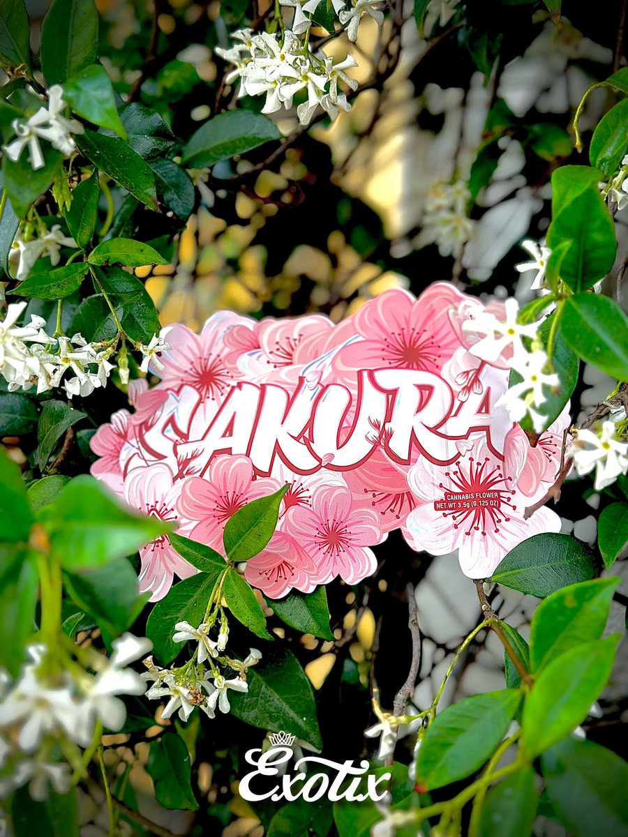 ExotixHollywood's tweet photo. Sakura by Permanent Holiday 🌸 That🆕🆕⛽️🔥 https://t.co/YOVmnh1wFX