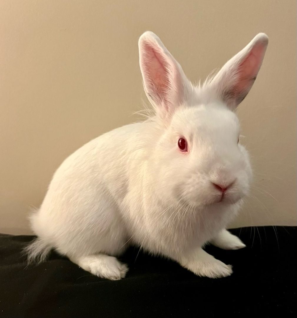 Phil is an adult bunny rabbit from #Cambridge, ON. petfinder.com/petdetail/6494…