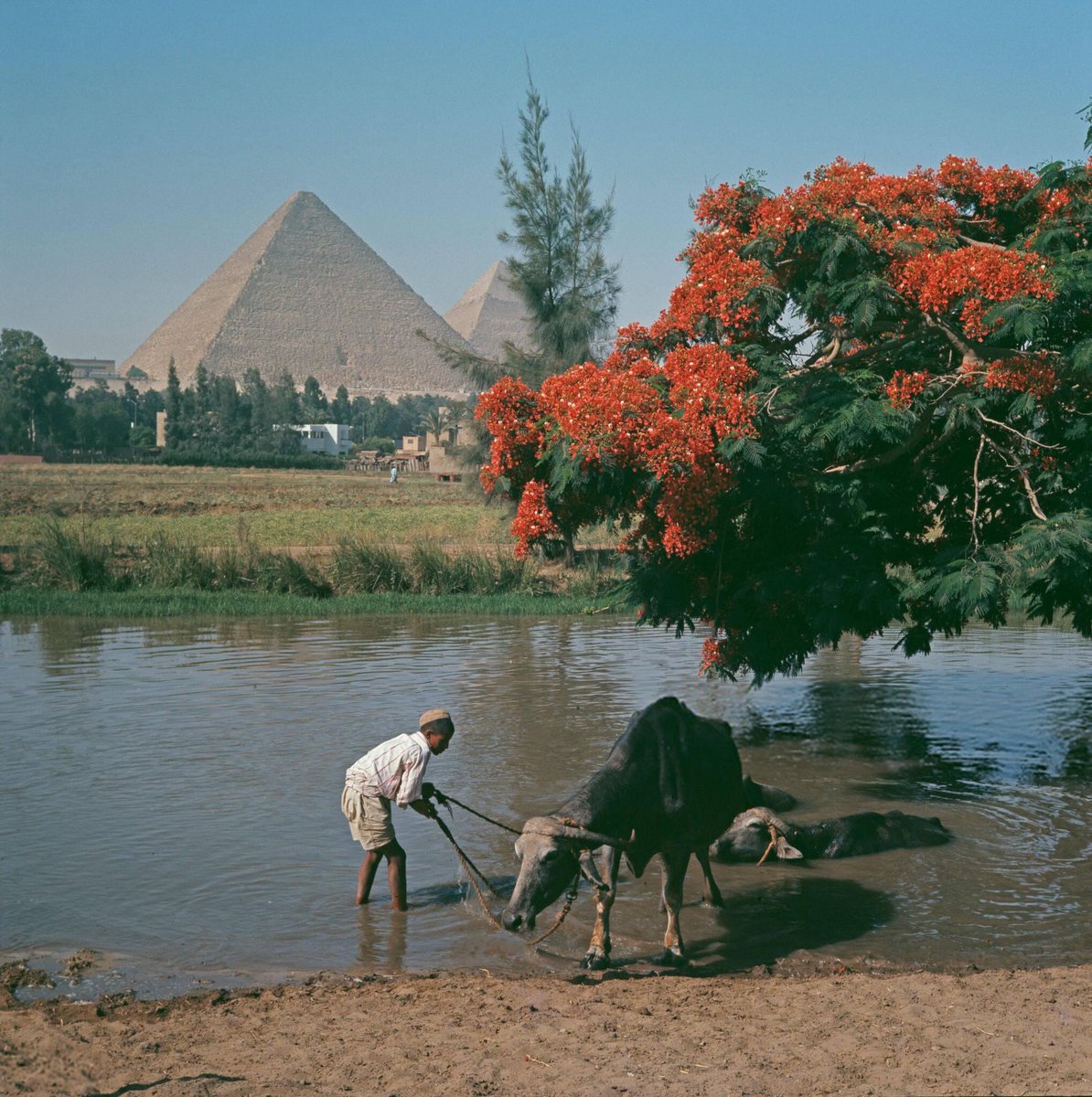 the pyramids of giza. egypt. 1962.