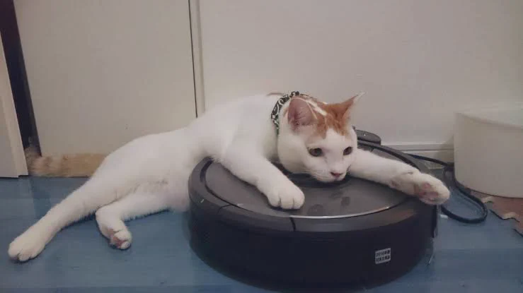 @nemu_exotic @wadainotweetRT ルンバなどをおいても
原因不明で掃除せずに止まっていたりしそうですね。
猫がいる生活はとても楽しいですよね。 