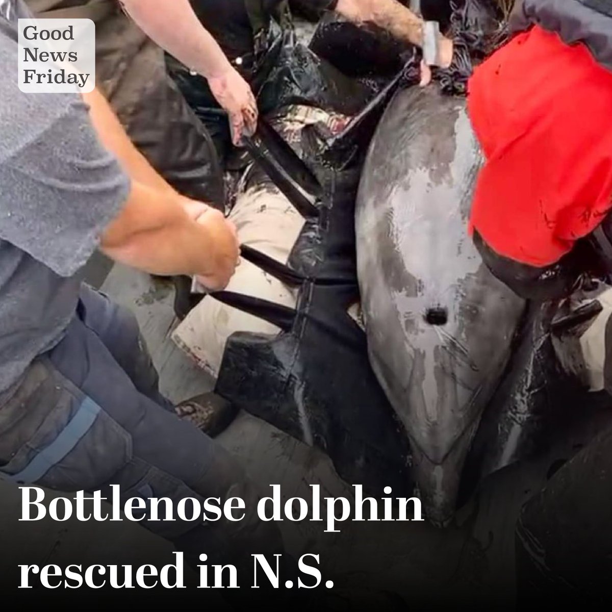 Community members and staff from the Marine Animal Response Society & DFO rescued a bottlenose dolphin that had become stranded in the shallow ocean mudflats. Thanks to their efforts, the dolphin was released safely back into the deeper waters of St. Margaret’s Bay, Nova Scotia.