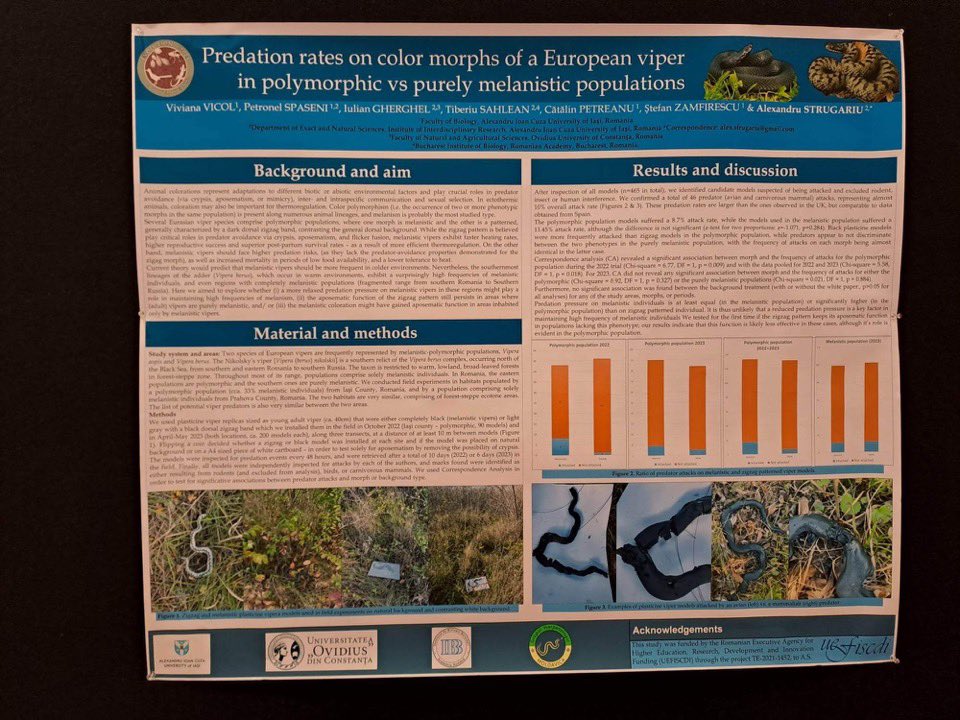 While some of our team is collecting data in the field, the rest of us are currently attending #Evolution2023 to present a poster showcasing our field experiments investigating predation rates across distinct color morphs within the common European adder species. #Herpetology