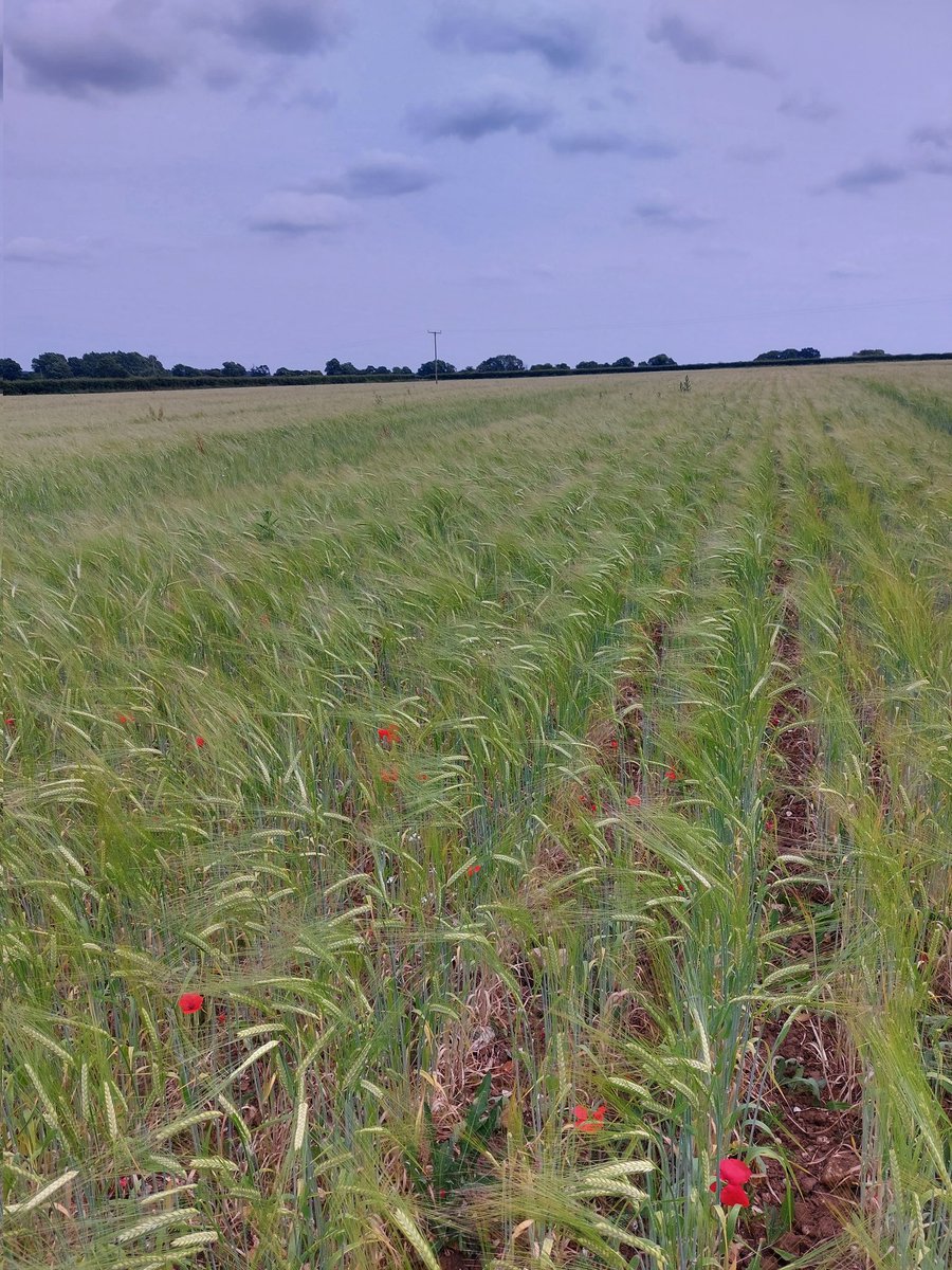 organicwalnes's tweet photo. A quick look at #organic Westminster  barley for seed. Crop inspection end of next week. https://t.co/QuxFB5a87F