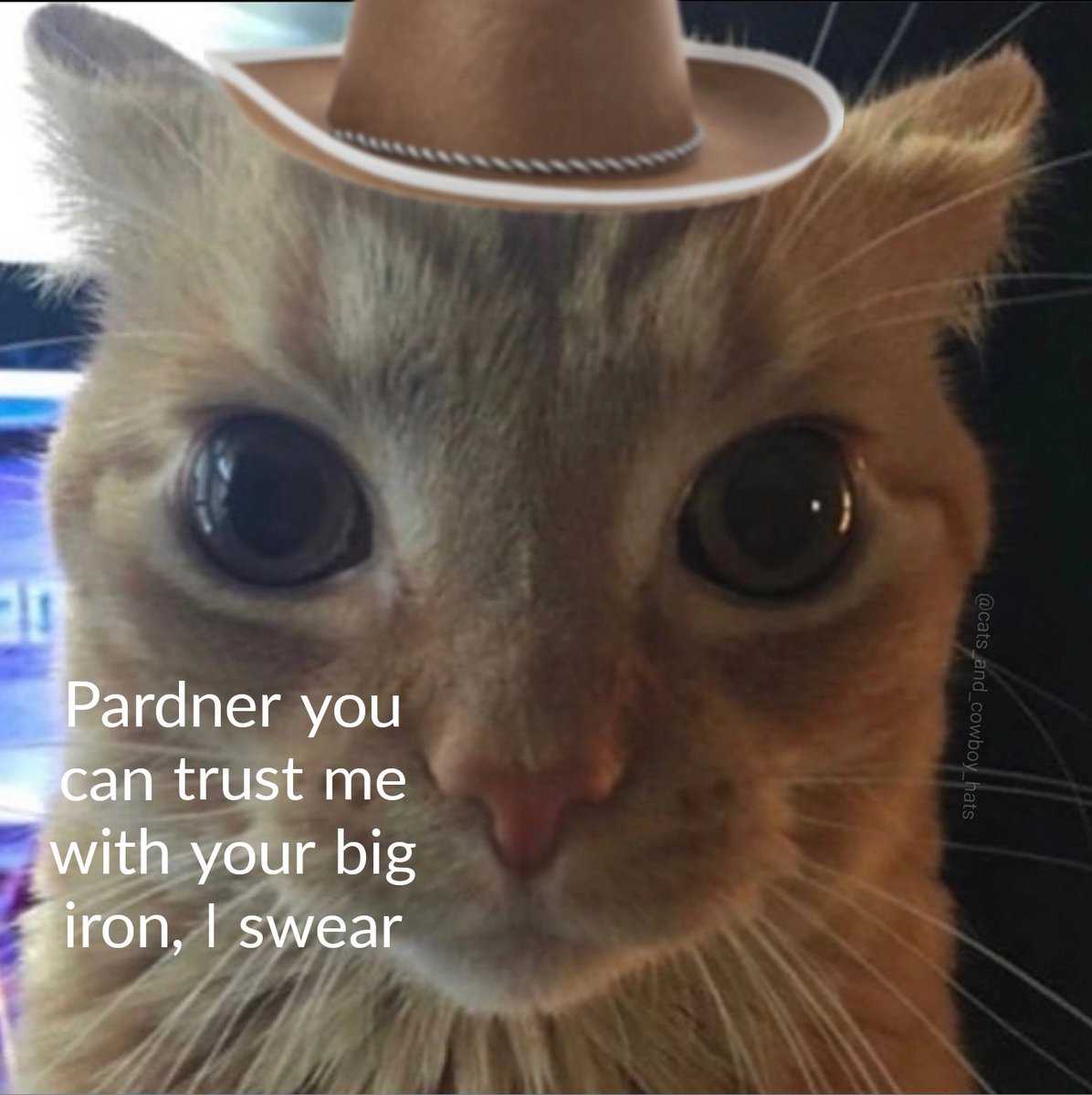 Cats And Cowboy Hats (@CowboyCats) on Twitter photo 2023-06-23 18:22:46