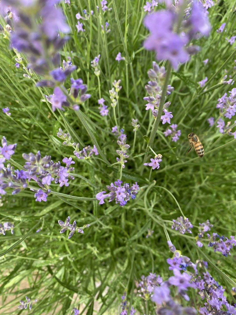 Bees