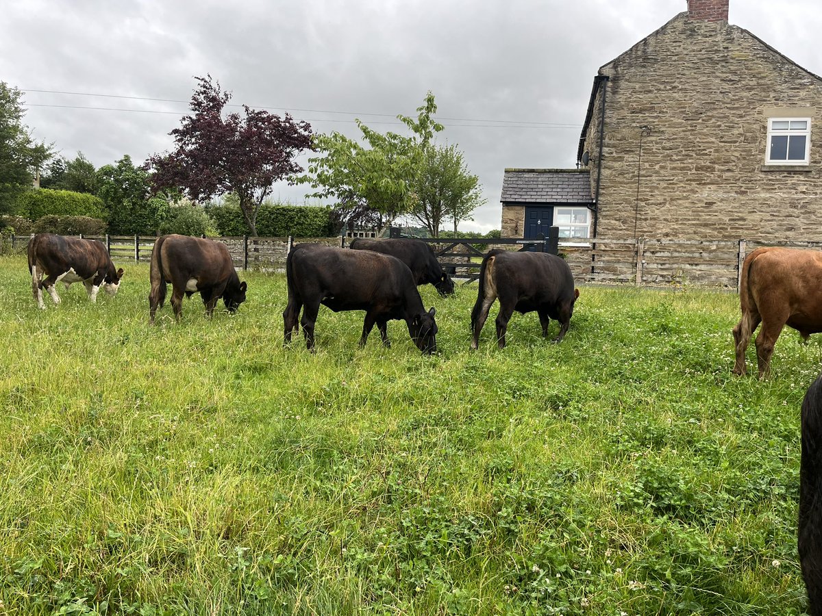 GeorgeSturla's tweet image. Some of the cattle destined for beef boxes this autumn. Our new farm venture 🤞#stabiliser #angus #hereford