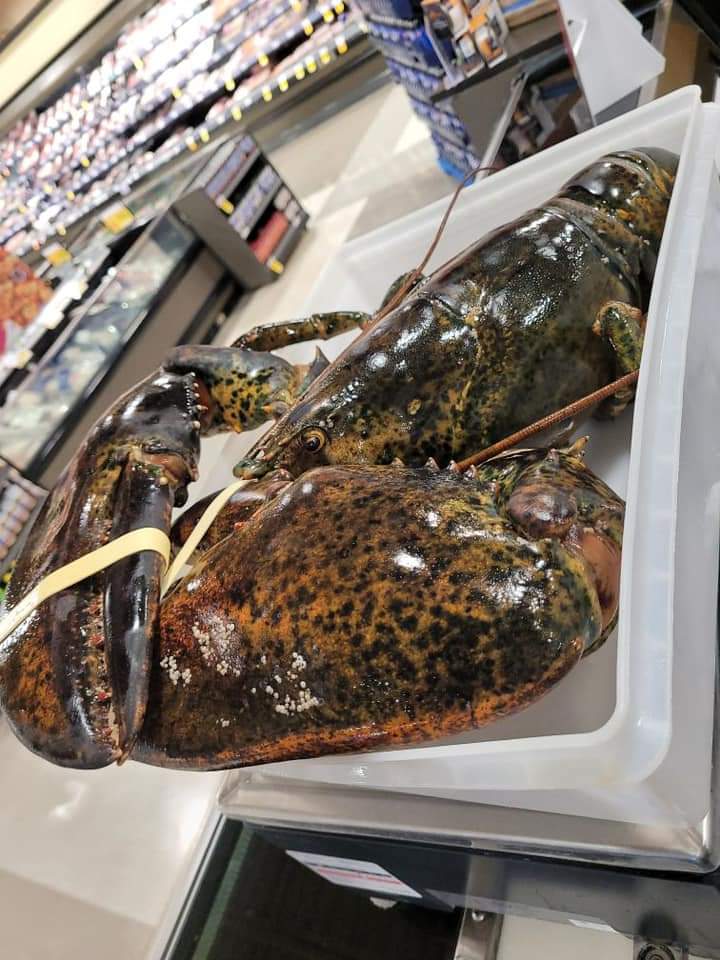 Pictou Lobster Carnival tweet media