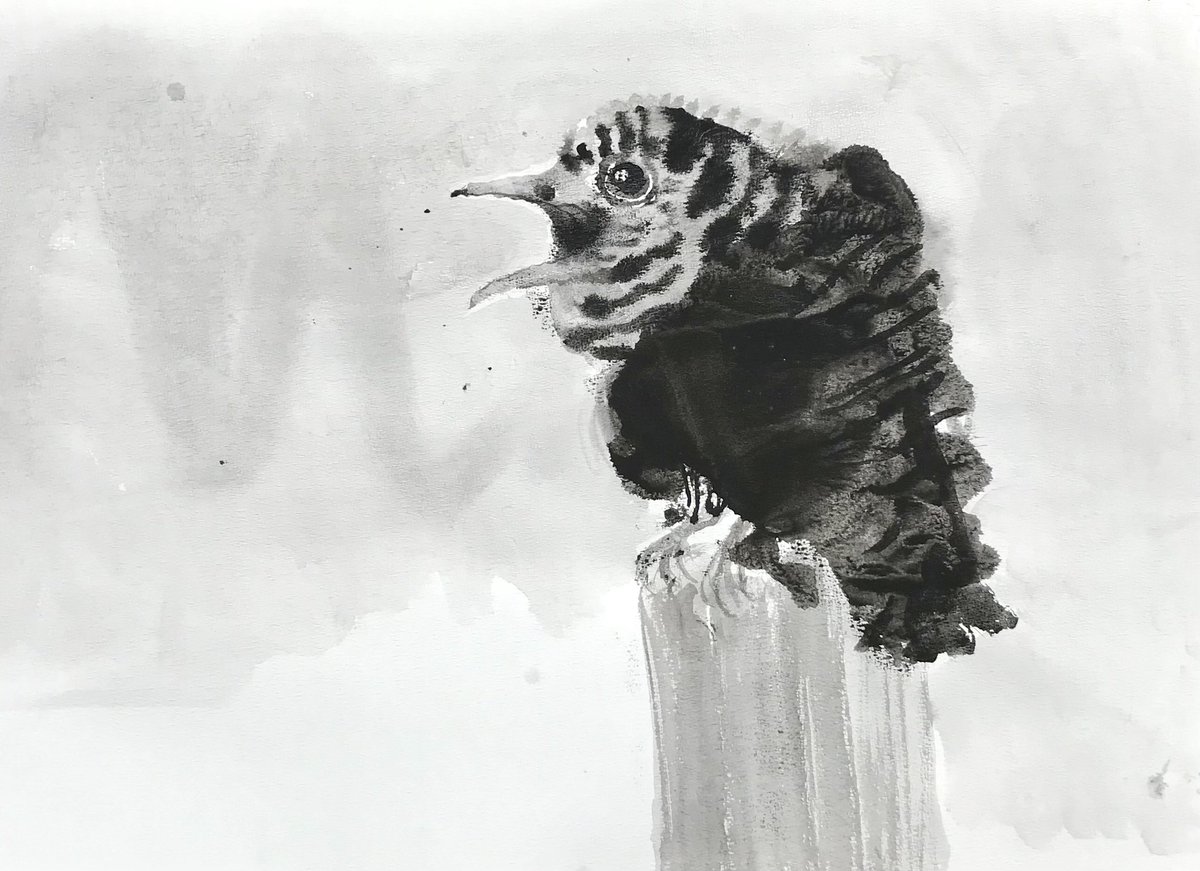 I was so pleased with this I’m going to tweet it again; a cuckoo chick on the back fence of my allotment.
Chinese brush painting on A2 Hahnemühle paper