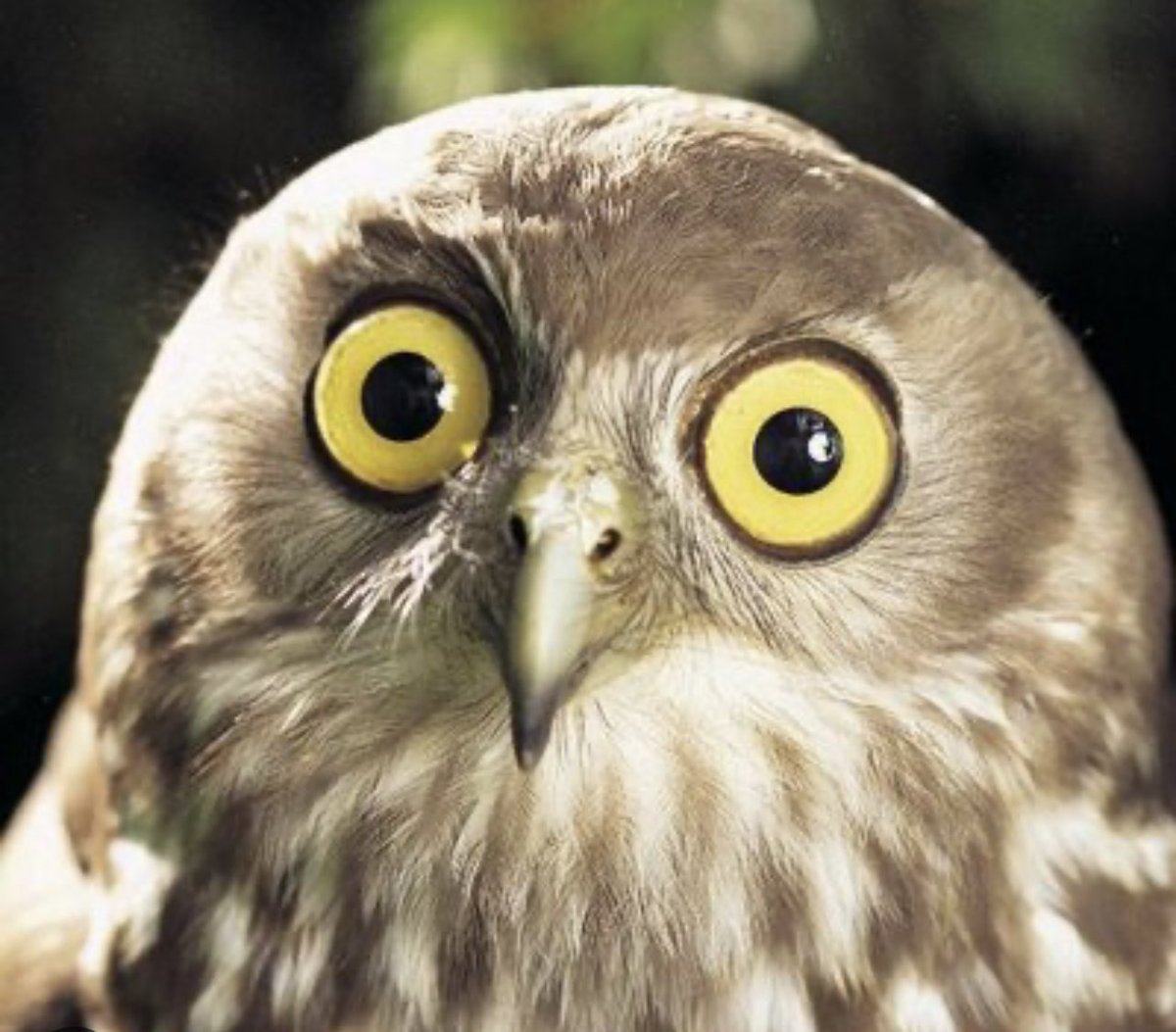 The first Friday night in years I’ve wished The Late Late Show was on…

By the way it wasn’t an easy day today, fell to me to be the one tell The Late Late Owl (aka Barry) what was going on, bird to bird like.  
#LateLateShow