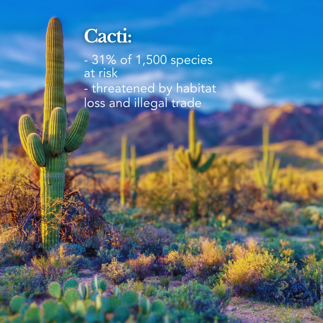 UNEP's tweet photo. One million species are in danger due to unsustainable use of nature. This also impacts the livelihoods of billions of people who rely on biodiversity for food, medicine or fuel.

Here are 5 groups of species that are listed as threatened and require our urgent attention.