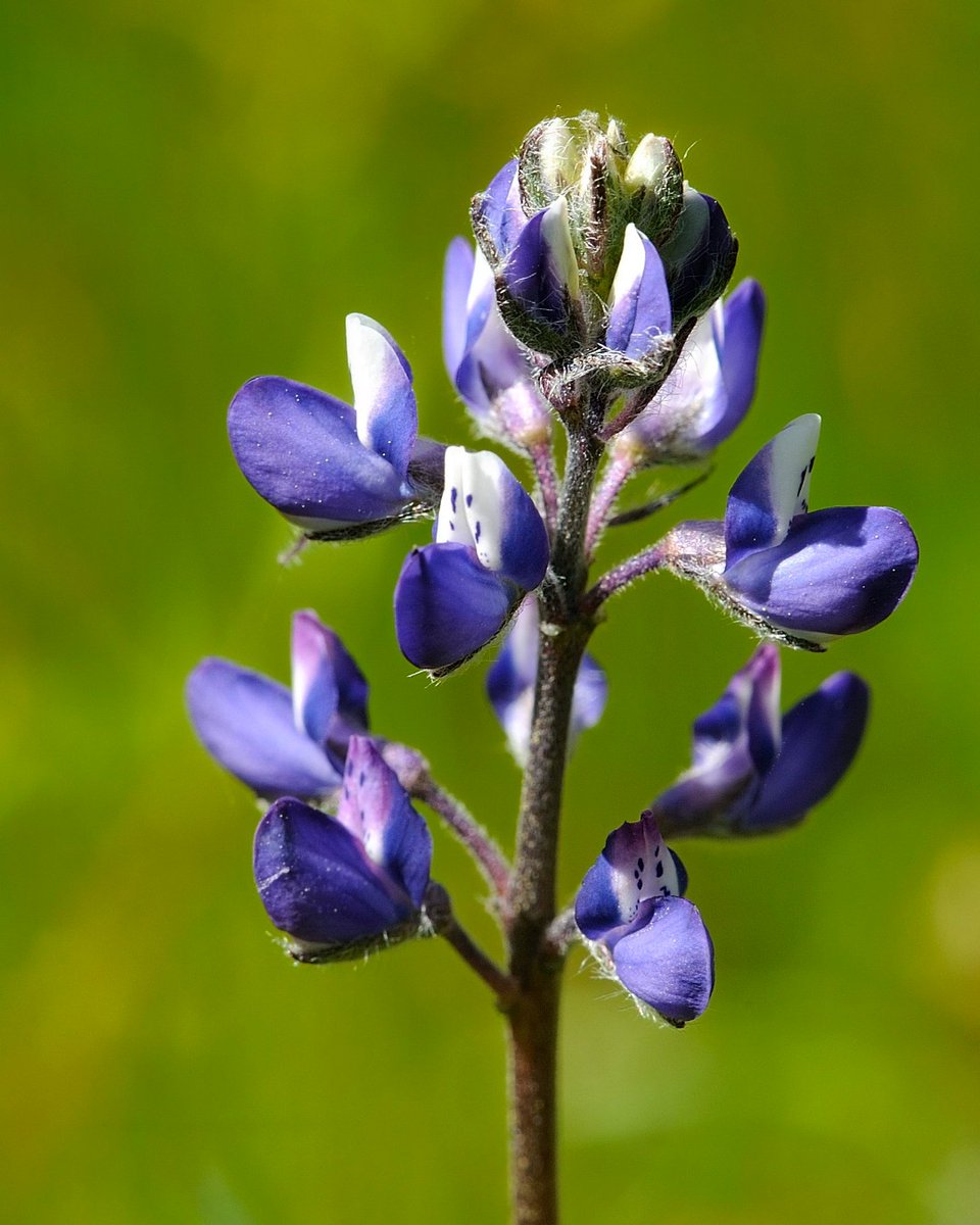 The beautiful sky lupine (Lupinus nanus) is commonly found across Mount Diablo and most of California. According to CalScape, it likely supports up to 54 species of butterflies and moths. Have you seen this flower on your hikes? 📸: Al Johnson