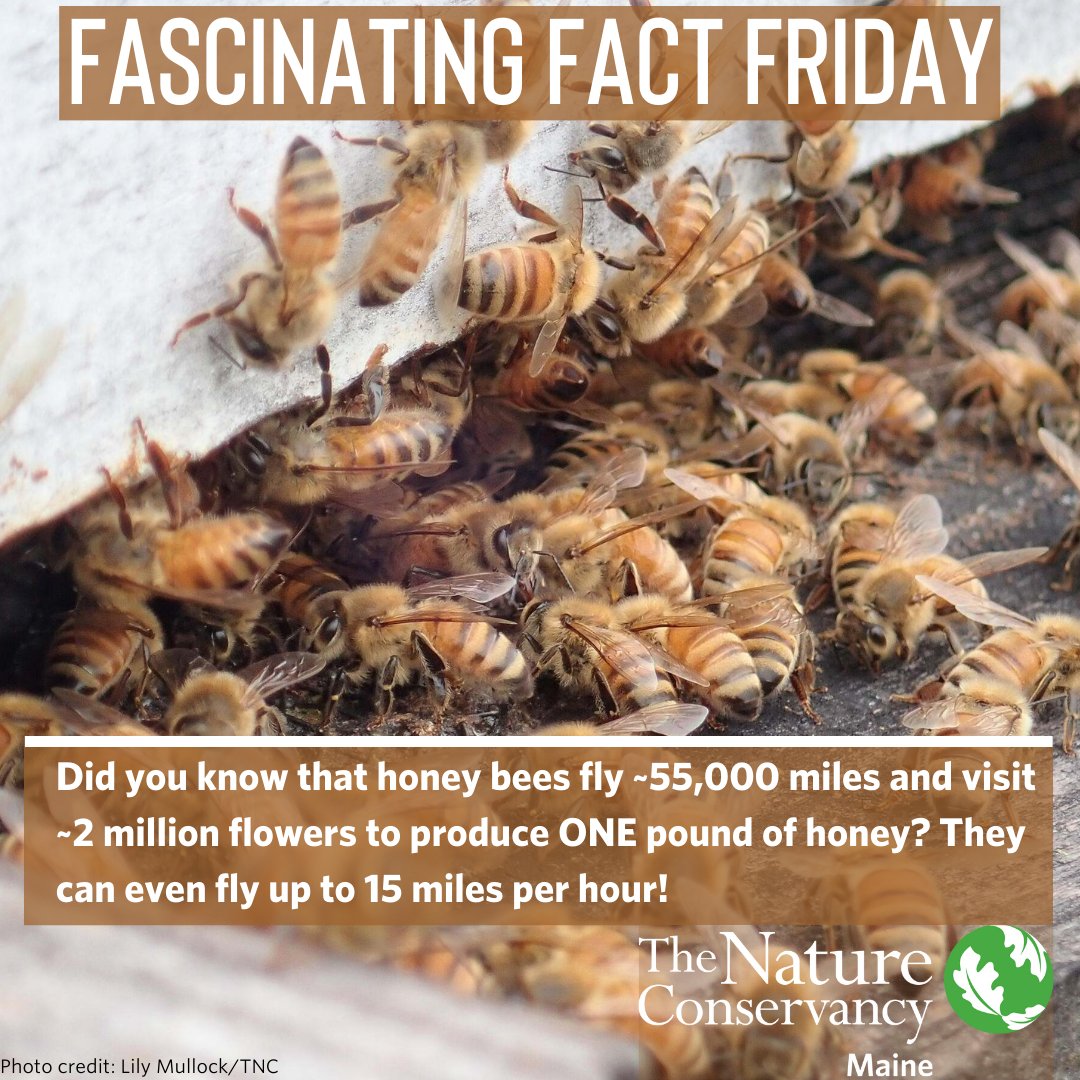TNCmaine's tweet photo. Did you know that June is #NationalPollinatorMonth? The pollinator we want to celebrate today is the honey bee! 🐝 #FascinatingFactFriday https://t.co/orMLsi6y7d