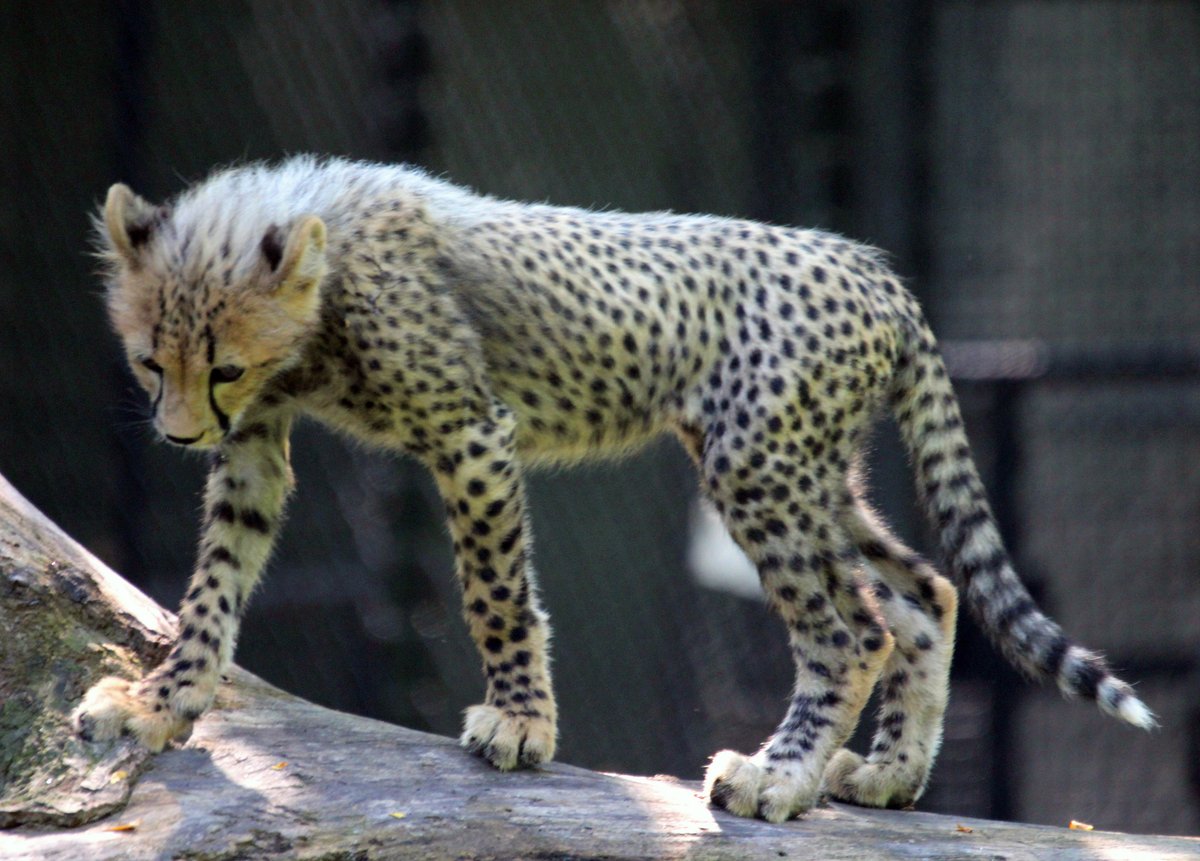 Hourly Cheetahs tweet media
