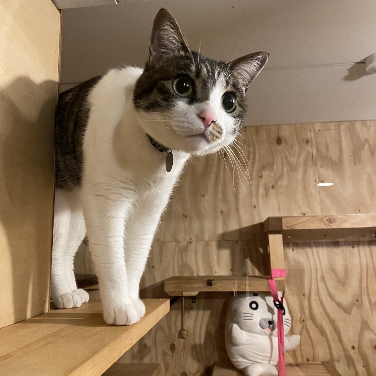 マンガでねこ餌が稼げるようになりたいと思ってたから嬉しい収入だ。これ、全自動トイレ買えると気付いた。Amazonレビュー調べなきゃ🐈💩 https://t.co/Wil3ctrfgv