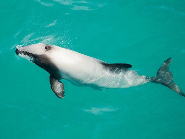 todays marine mammal of the day is the 'hector's dolphin' !!

— they are the smallest species of dolphin and are currently endangered. there's a subspecies of hector's dolphins called they maui's dolphin that is even MORE endangered with only 55-48 left in the wild </3