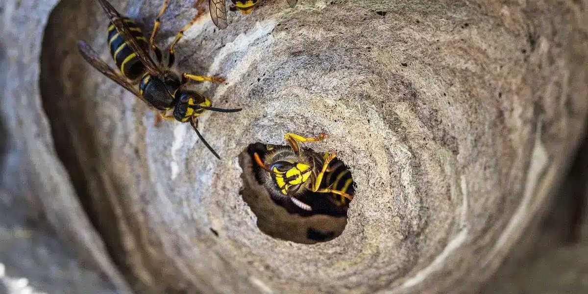 Unraveling the Distinctive Traits of Wasps, Bumblebees, and Honey BeesHow to Spot a Wasp Nest on and around Roofs During the Summer - Essential Tips and Techniques

Spotting a wasp nest on your roof during the summer can be a concerning discovery.

pestcatcher.co.uk/how-to-spot-a-…