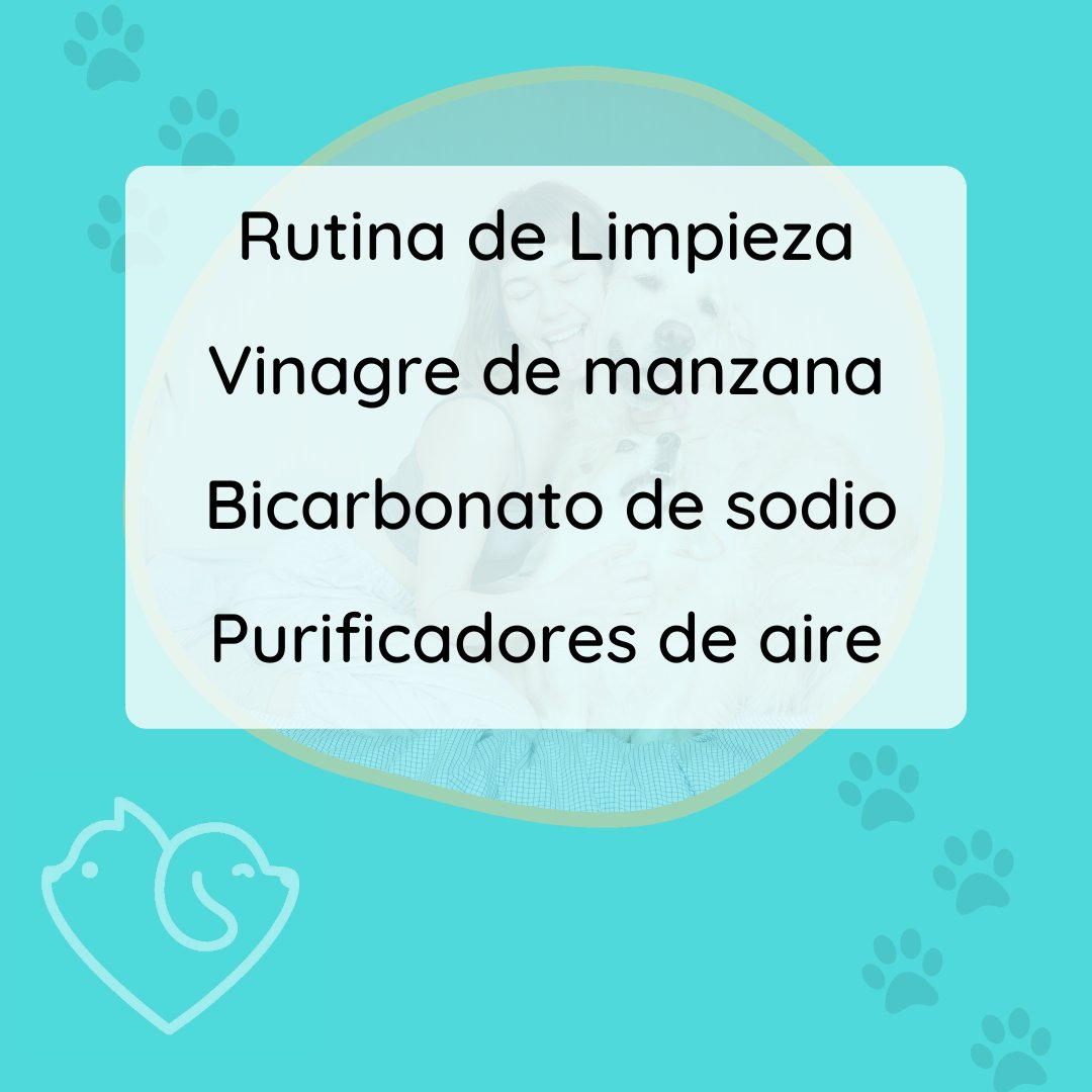 carepetsapp's tweet photo. ¿Cómo evitar el mal olor de tu mascota en casa?
1 Ventila, quita el pelo y lava los textiles regularmente. 
2 Usa vinagre de manzana con el champú de tu perro.
3 El bicarbonato de sodio es un desodorizante de textiles.
4 Usa un purificador de aire.
#VivirConPerros #MascotasEnCasa https://t.co/8OdjJO1U5u
