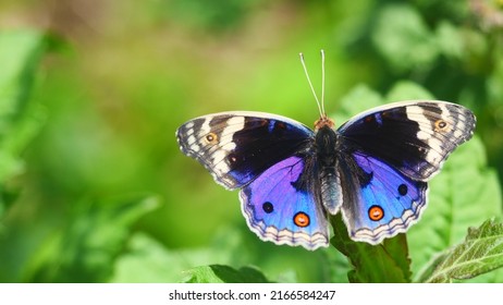 The Government of Jammu and Kashmir has chosen Blue Pansy (Junonia Orithya) as the ‘State Butterfly’ of the Union Territory.

The butterfly's presence is not only a visual delight but also an indicator of a healthy ecosystem, as it thrives in areas with abundant plant diversity.