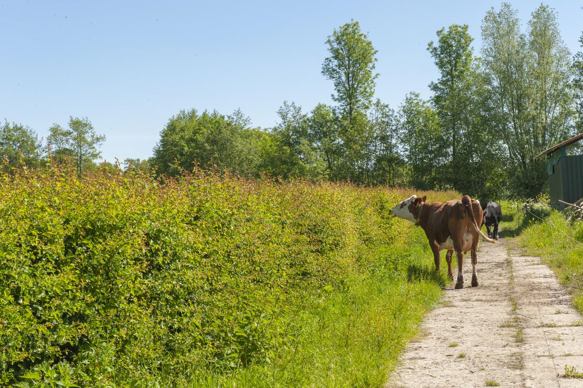 VKON_DenHam's tweet image. UITNODIGING BIJEENKOMST AGROFORESTRY OVERIJSSEL 🌳 🌿 🍀
Laat je dinsdag 27 juni inspireren tijdens de inspiratiebijeenkomst bij Twentefruit in Denekamp! 
⏩Lees verder vkon.nl/.../bijeenkoms…
⏩ Aanmelden: forms.office.com/pages/response…...
#bufferstroken
#boom
#landschapselement
#GLB