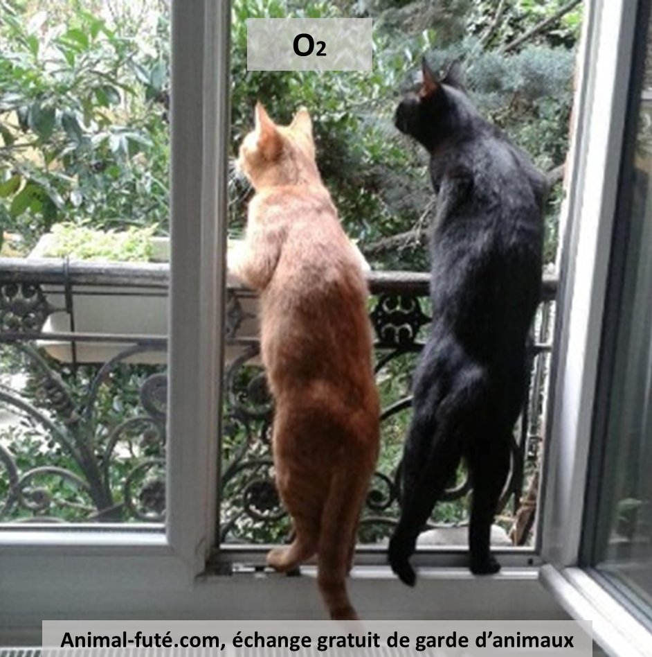 AnimalFute's tweet photo. https://t.co/ULmXegU4wL https://t.co/wpdyWZLYSM