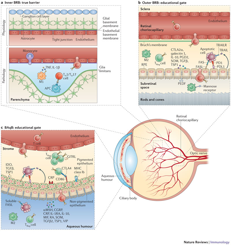 I know TONS of people who developed issues with their eyesight after starting to wear AirPods quite a lot.

But since normie science won't catch up with how nnEMFs can mess up the blood-ocular barrier most of them will not stop wearing them.