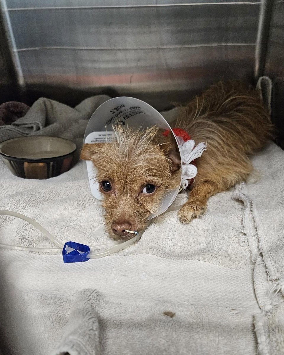 Cali on Twitter "RT dog_rates This is Cinnamon. She was surrendered