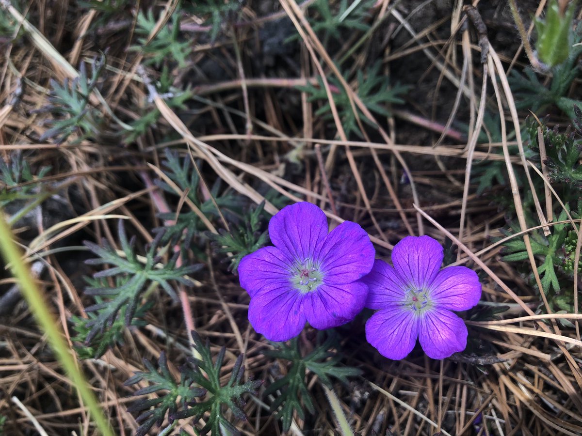 jinwnt's tweet photo. Belleza silvestre. https://t.co/8alC6bZAdE